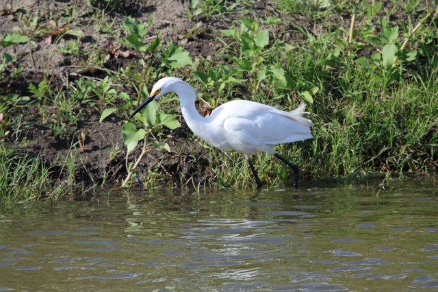 Snowy Egret Foraging Along Wetland Shoreline