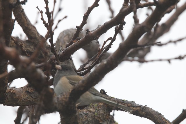 House Sparrows Foraging on Winter Branches