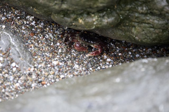 Tiny Crab Hiding Beneath Rocky Beach Boulders