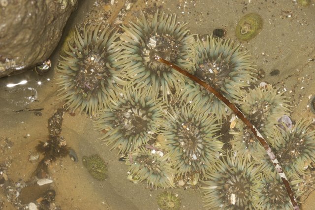 Sea Urchins and Sea Anemones on the Shore