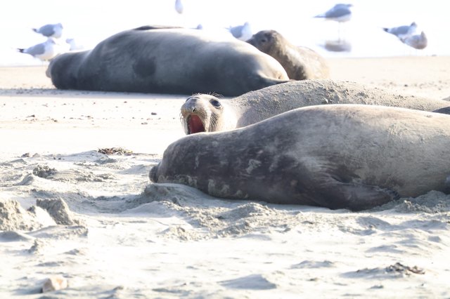 Elephant Seal Colony Resting on Sandy Beach
