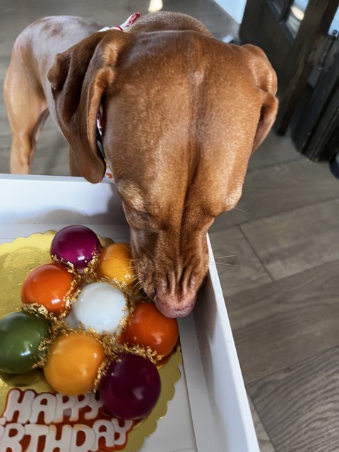 Curious Dog Investigates Colorful Cake