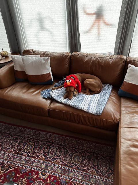 Cozy Canine Couch Potato