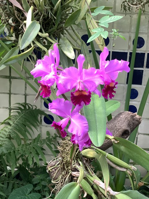 Stunning Purple Orchid in the Garden