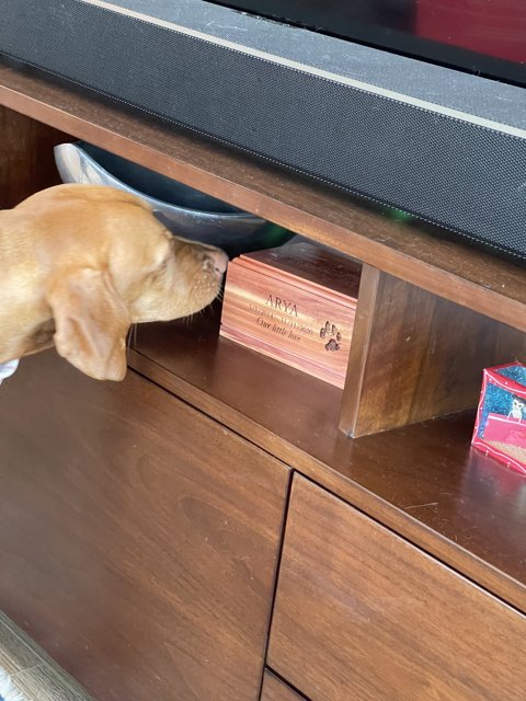 Inquisitive Dog Explores Stained Hardwood Sideboard