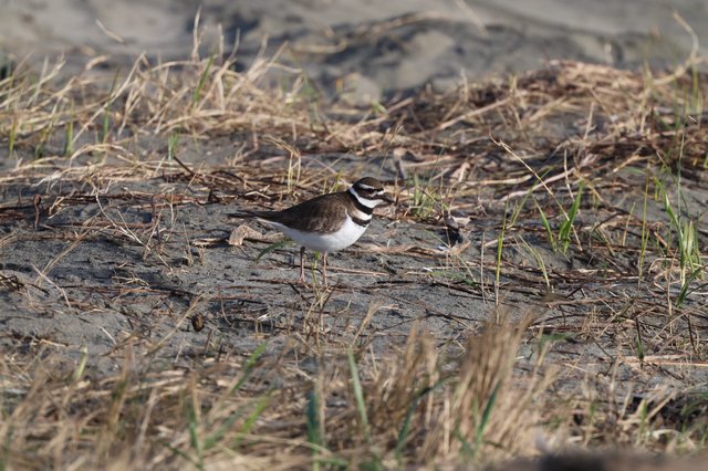 Killdeer Shorebird on Sandy Beach Habitat