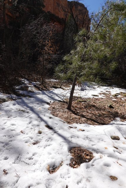 Snowy Path through the Mountain Grove