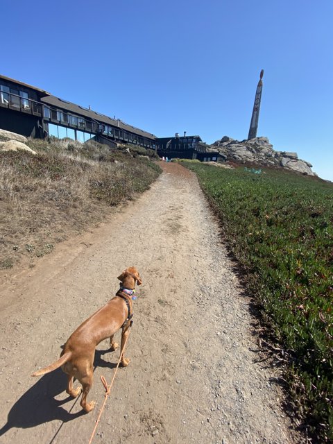 Walking with my Vizsla in Jenner