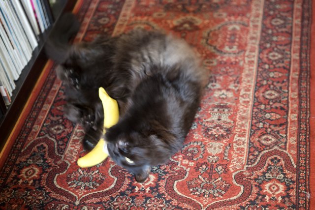 Playful Cat and a Yellow Banana on Hardwood Floor