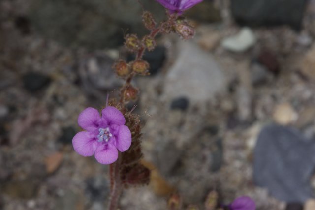 A Geranium Blooms in the Desert Sands