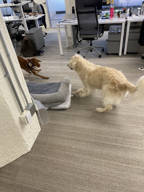 Playful Pup in the Office