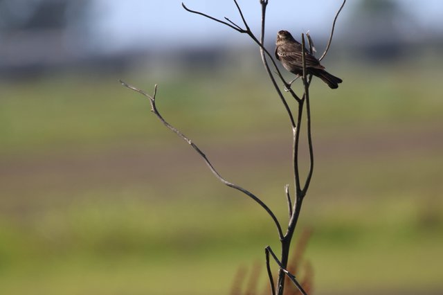 Female Red-Winged Blackbird Perched on Bare Branch