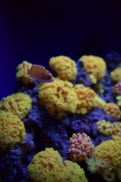 Marine Grace: A Vibrant Encounter at the Academy of Sciences