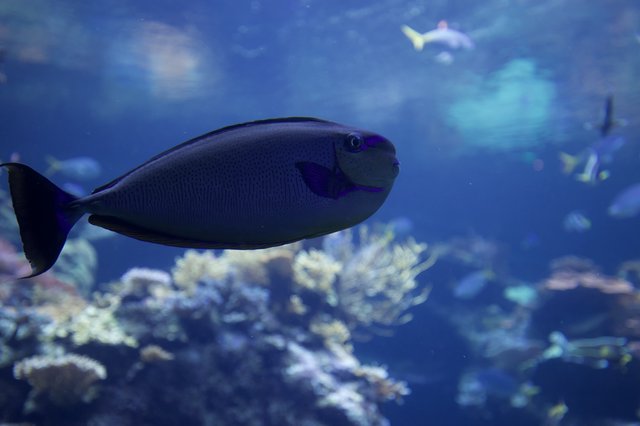 Blue Tang Fish Swimming in Coral Reef Aquarium