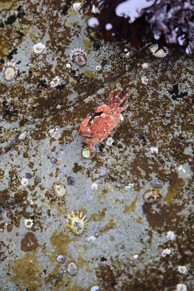 Red Crab Navigates Barnacle-Covered Intertidal Rock