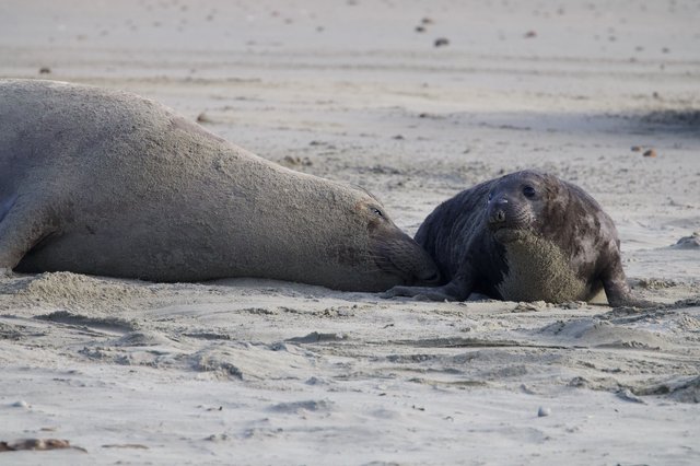 Mother and Pup Elephant Seals Resting on Beach