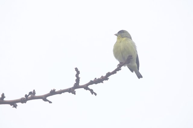 Yellow Finch Perched on Winter Branch