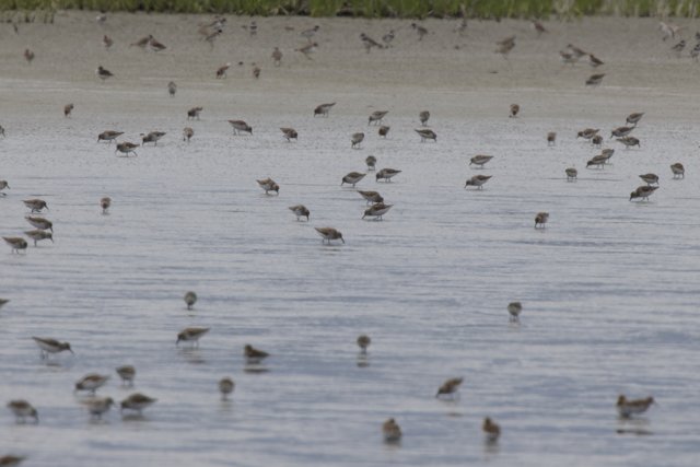 Gathering at the Bay