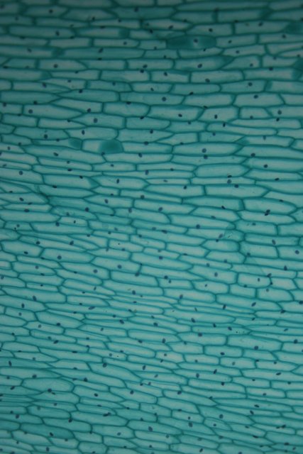 Turquoise Cell Wall