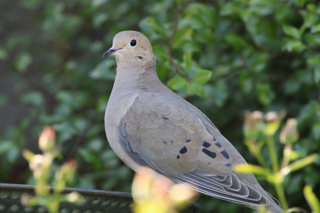 Mourning Dove Perched on Wire in Garden Setting
