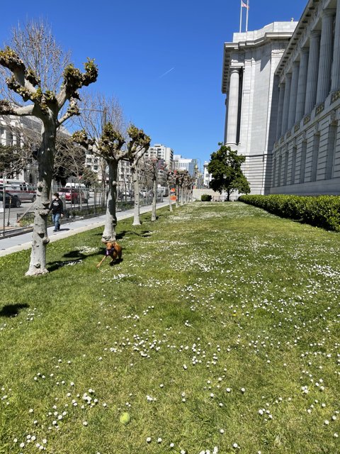 Serenity at San Francisco City Hall