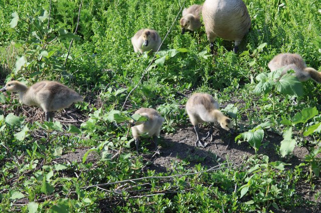 Canada Goose Goslings Foraging in Wetland Vegetation