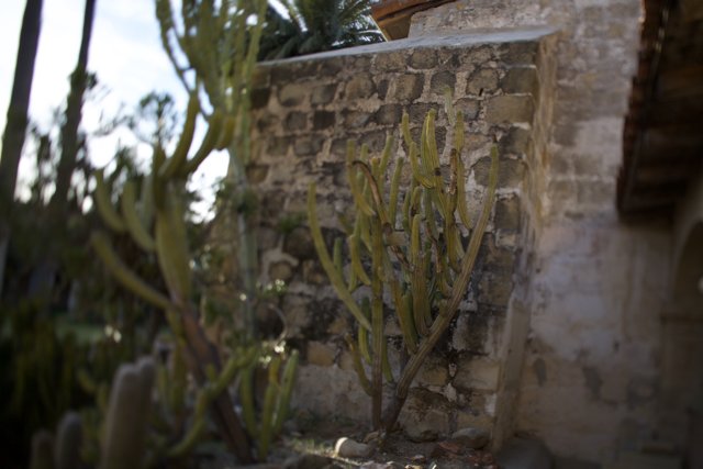 Cactus Oasis Against Stone Wall