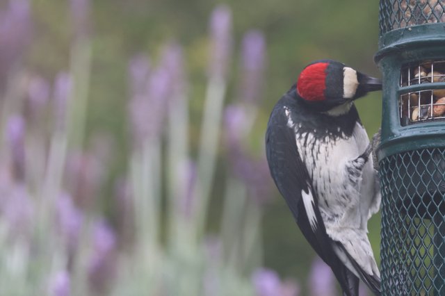 Red-Headed Woodpecker at Garden Bird Feeder