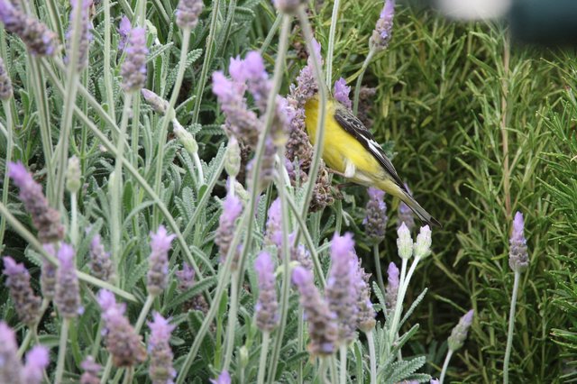 Lesser Goldfinch Perched Among Lavender Blossoms