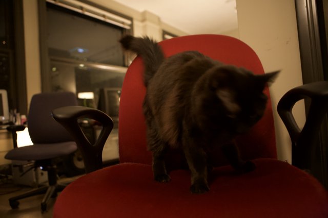 Red Chair Cat