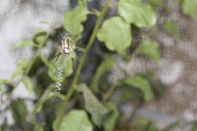 Garden Spider Stakes Her Claim