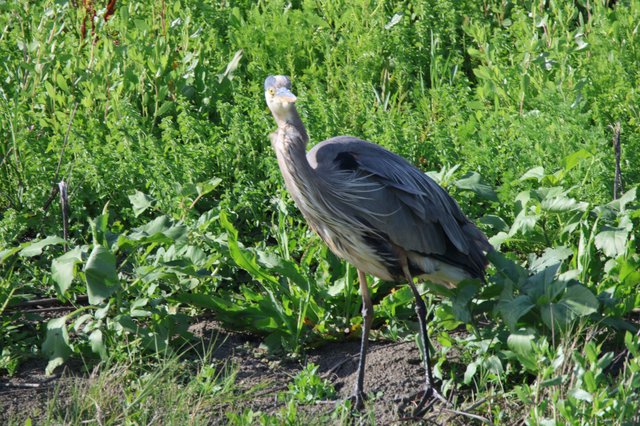 Great Blue Heron Standing in Lush Wetland Vegetation