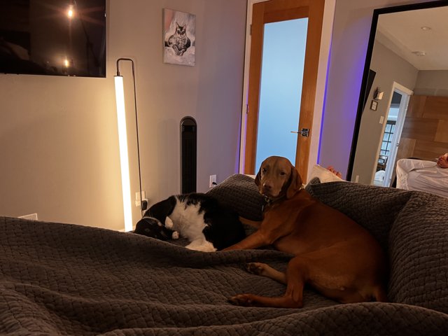 Best Friends Sharing the Bed
