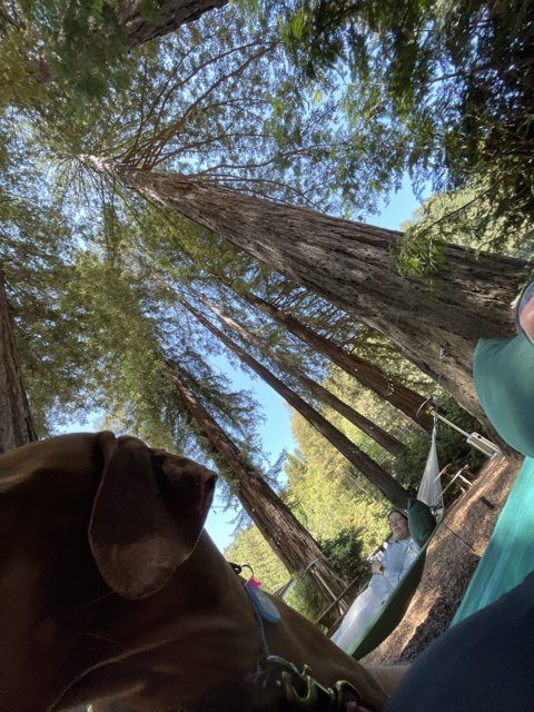 Under the Redwood Canopy