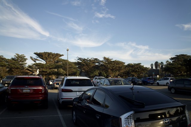 An Afternoon at the SF Zoo Parking Lot