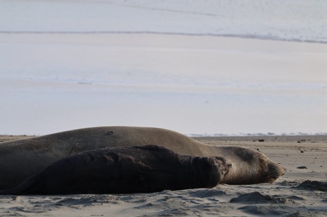 Elephant Seal Resting on Drakes Beach Shore