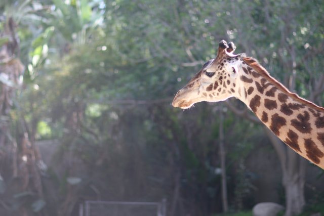 Majestic Giraffe in the Park