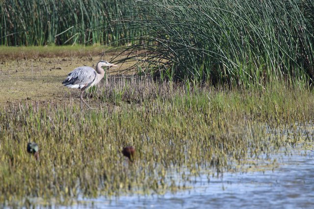 Great Blue Heron Foraging in Wetland Marsh