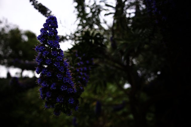 Purple Majesty in Bloom