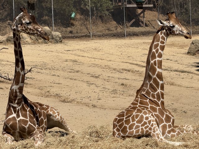Gentle Giants of the Savanna
