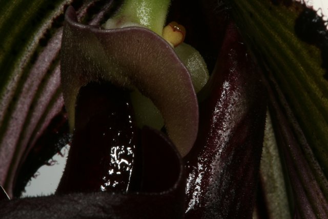 Close-Up of a Flower Stem