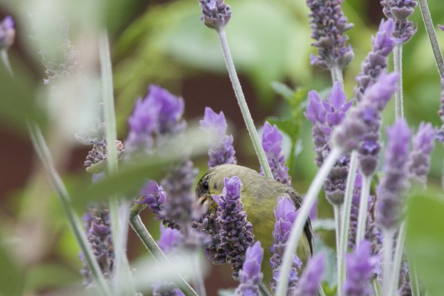 Lavender Haven