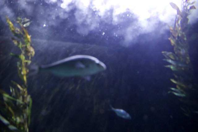 Underwater Beauty: Aquatic Ballet of Fishes