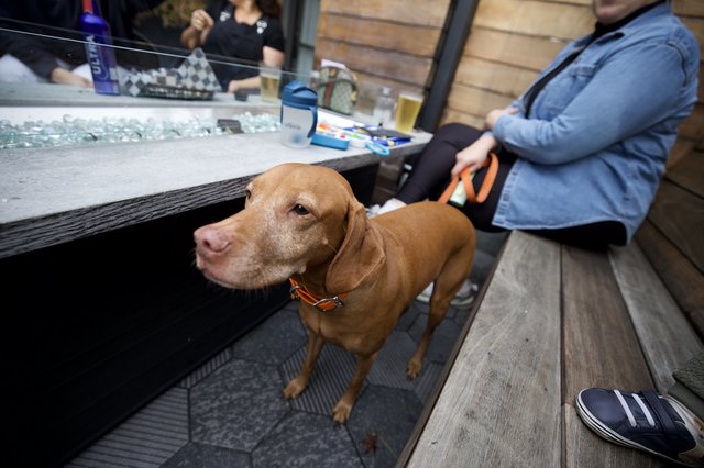 Vizsla Dog at Outdoor Bar in San Luis Obispo