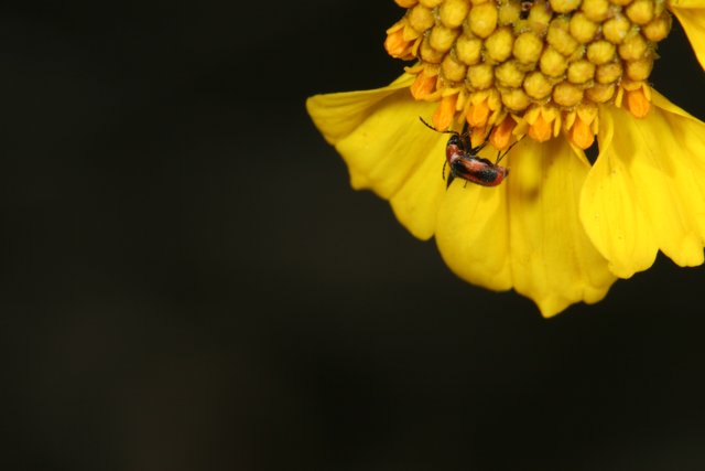 A Beetle Among the Yellow Flowers