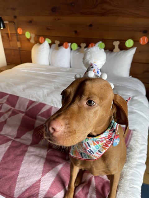 Birthday Pup on the Coziest Bed