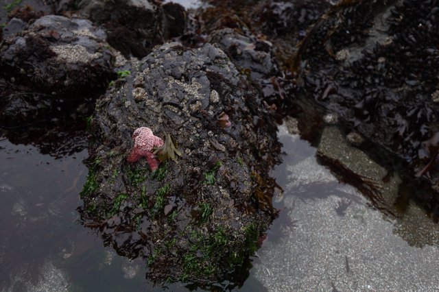Pink Starfish Clings to Seaweed-Covered Tidal Rock