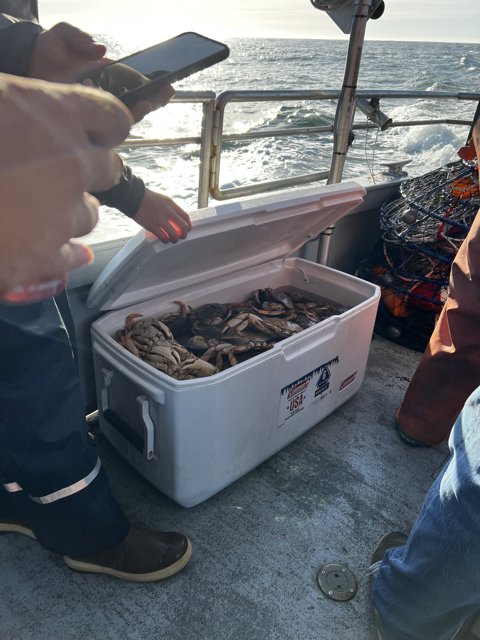 A Bounty of Fish from the Gulf of the Farallones