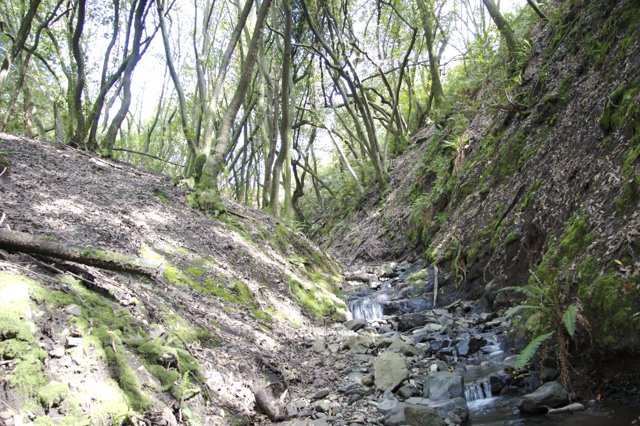 Serene Stream in the Woodland