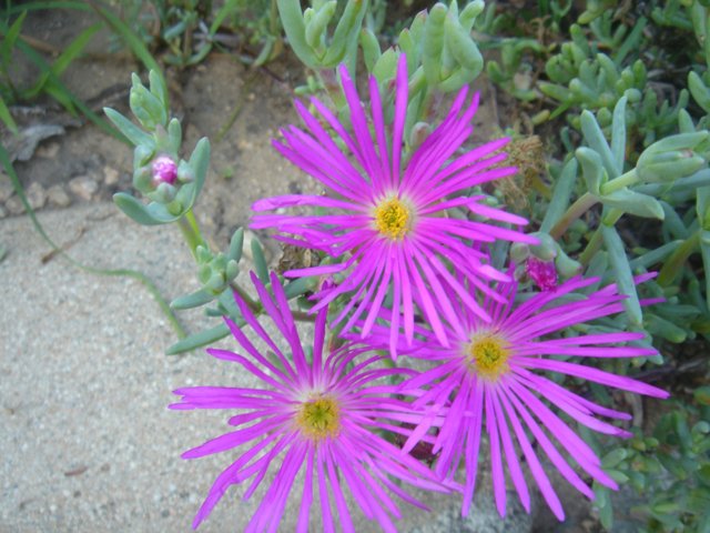 Purple Daisy Blooms in Sandy Terrain